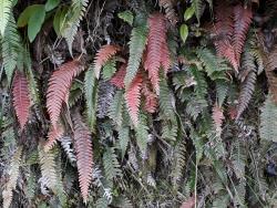 Blechnum chambersii. Plants with young fronds coloured red.
 Image: L.R. Perrie © Te Papa CC BY-NC 3.0 NZ